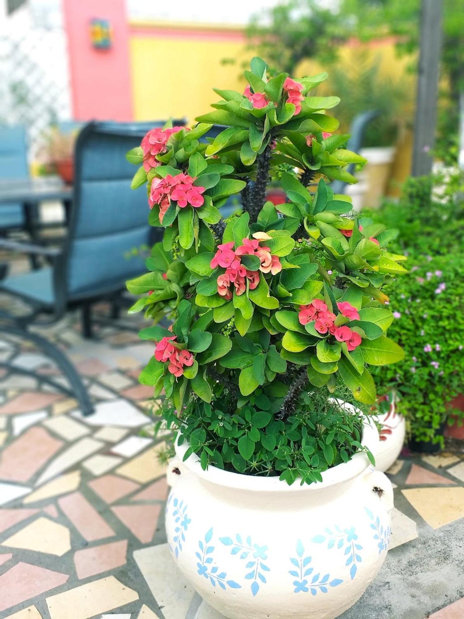 Hotel Hacienda Del Viejo Matamoros  Eksteriør billede